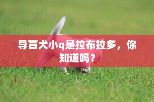 導盲犬小q是拉布拉多，你知道嗎？