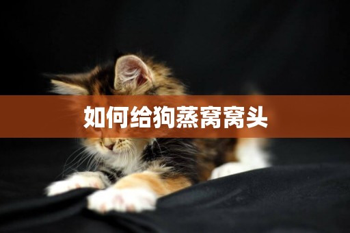 如何給狗蒸窩窩頭