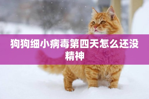 狗狗細小病毒第四天怎么還沒精神