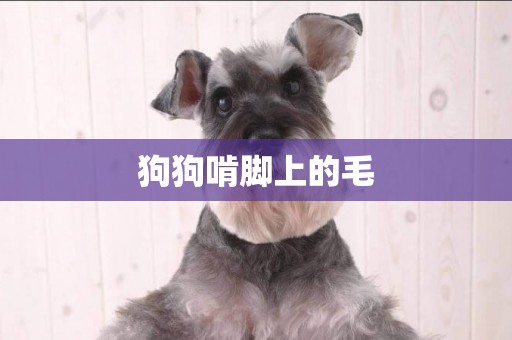 狗狗啃腳上的毛