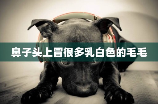 鼻子頭上冒很多乳白色的毛毛
