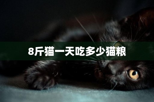 8斤貓一天吃多少貓糧