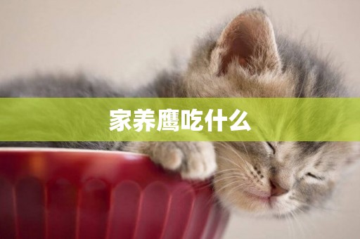 家養鷹吃什么