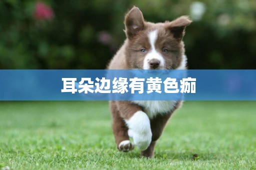 耳朵邊緣有黃色痂