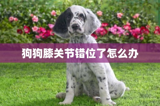 狗狗膝關節錯位了怎么辦