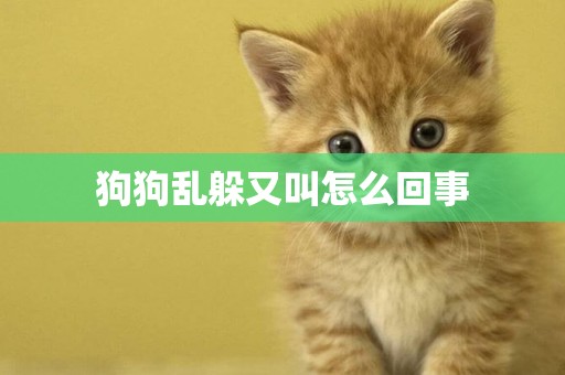 狗狗亂躲又叫怎么回事