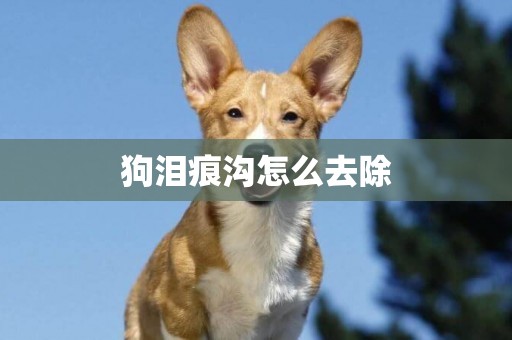 狗淚痕溝怎么去除