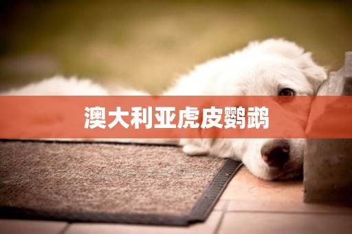 澳大利亞虎皮鸚鵡