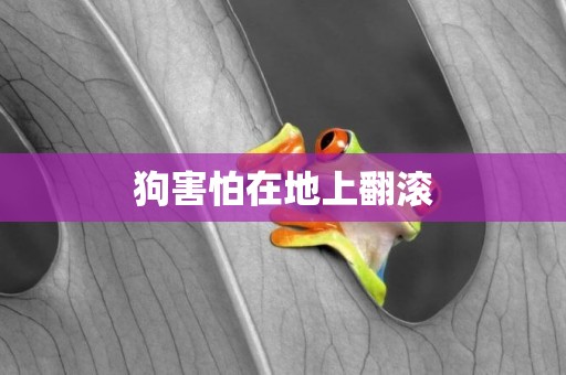狗害怕在地上翻滾