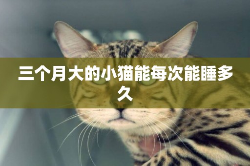 三個月大的小貓能每次能睡多久