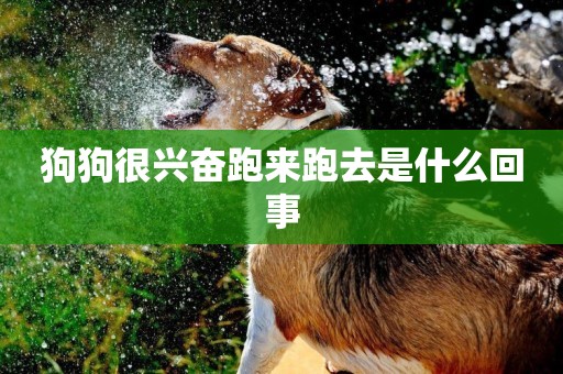 狗狗很興奮跑來跑去是什么回事