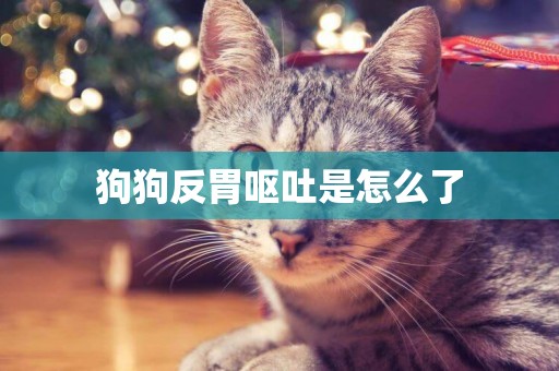 狗狗反胃嘔吐是怎么了