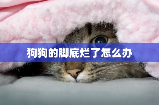 狗狗的腳底爛了怎么辦