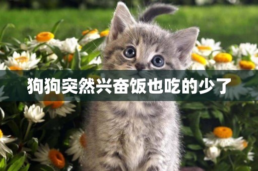 狗狗突然興奮飯也吃的少了