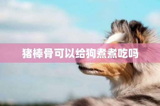 豬棒骨可以給狗煮煮吃嗎