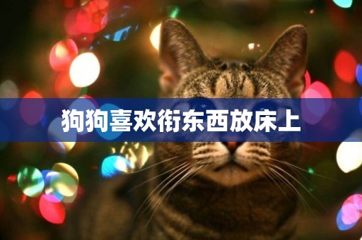狗狗喜歡銜東西放床上