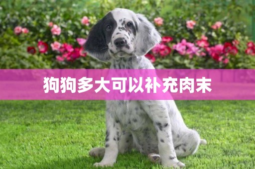 狗狗多大可以補充肉末