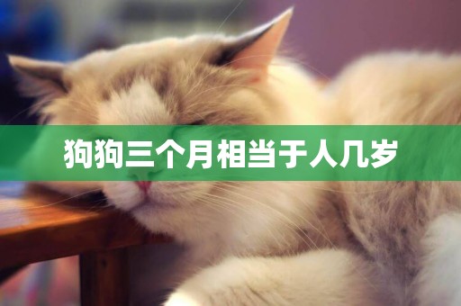 狗狗三個月相當于人幾歲