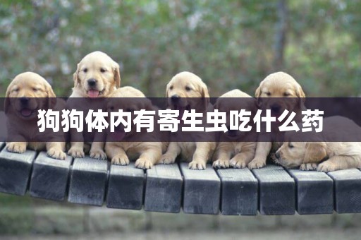 狗狗體內有寄生蟲吃什么藥