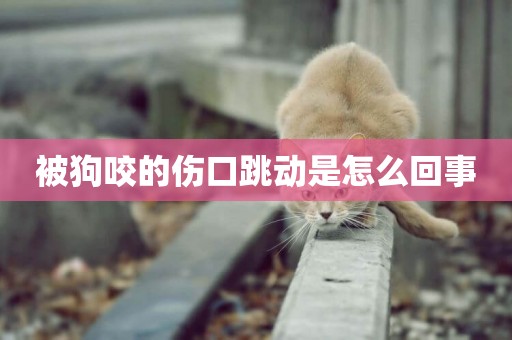 被狗咬的傷口跳動是怎么回事