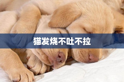 貓發燒不吐不拉
