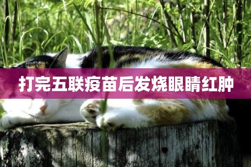 打完五聯疫苗后發燒眼睛紅腫