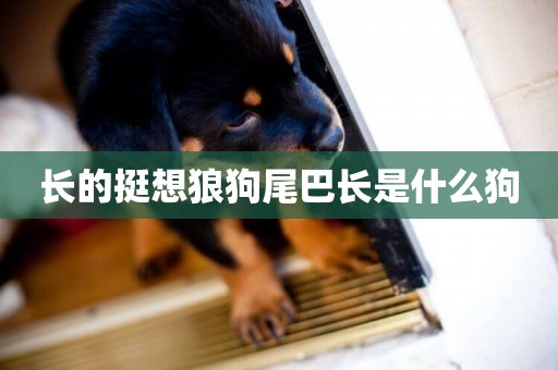 長的挺想狼狗尾巴長是什么狗