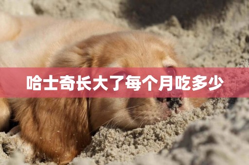 哈士奇長大了每個月吃多少