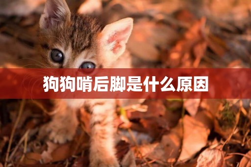 狗狗啃后腳是什么原因