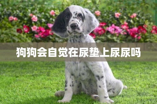 狗狗會自覺在尿墊上尿尿嗎
