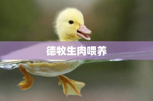 德牧生肉喂養