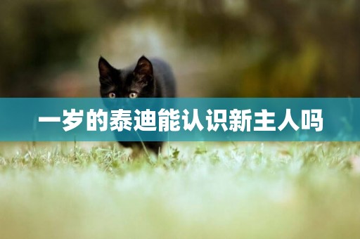一歲的泰迪能認識新主人嗎