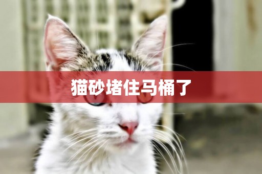 貓砂堵住馬桶了