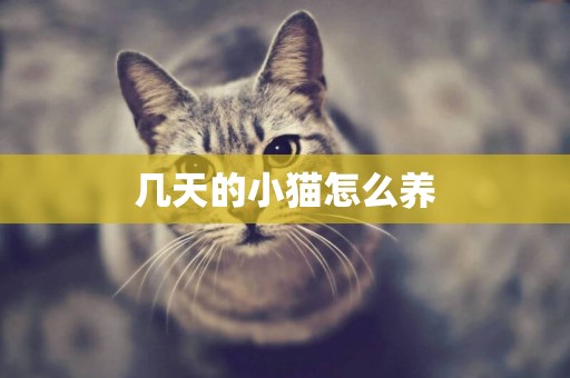 幾天的小貓怎么養