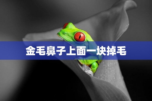 金毛鼻子上面一塊掉毛