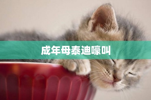 成年母泰迪嚎叫
