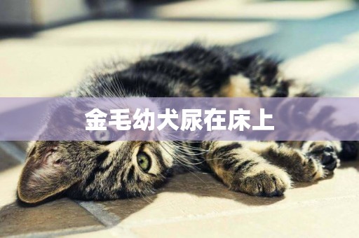 金毛幼犬尿在床上