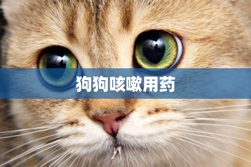 狗狗咳嗽用藥