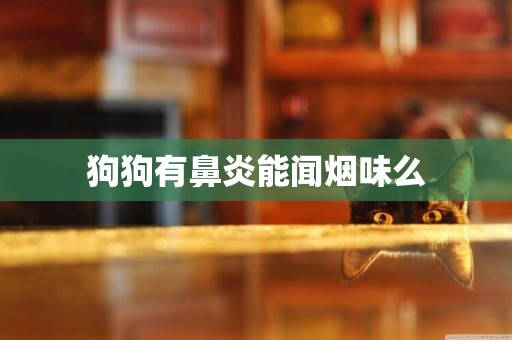 狗狗有鼻炎能聞煙味么
