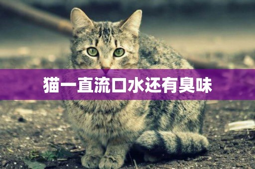 貓一直流口水還有臭味
