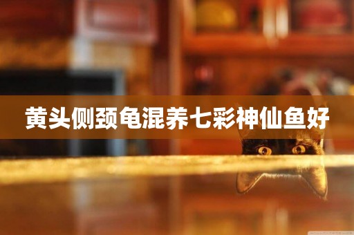 黃頭側頸龜混養七彩神仙魚好