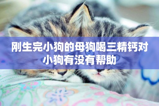 剛生完小狗的母狗喝三精鈣對小狗有沒有幫助
