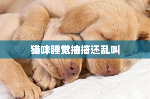 貓咪睡覺抽搐還亂叫