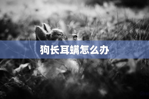 狗長耳螨怎么辦