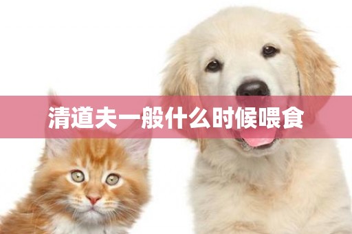 清道夫一般什么時候喂食