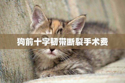狗前十字韌帶斷裂手術費