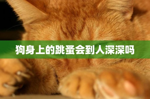 狗身上的跳蚤會到人深深嗎