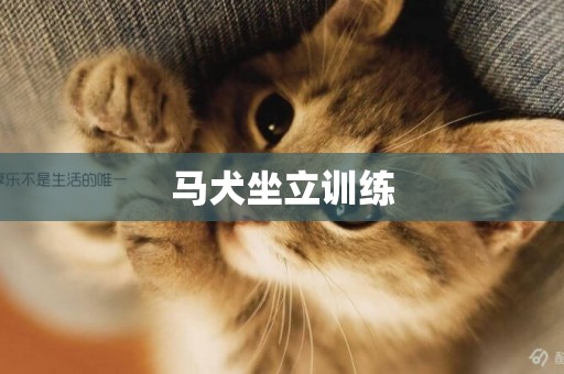馬犬坐立訓練