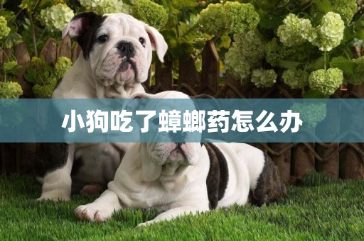 小狗吃了蟑螂藥怎么辦
