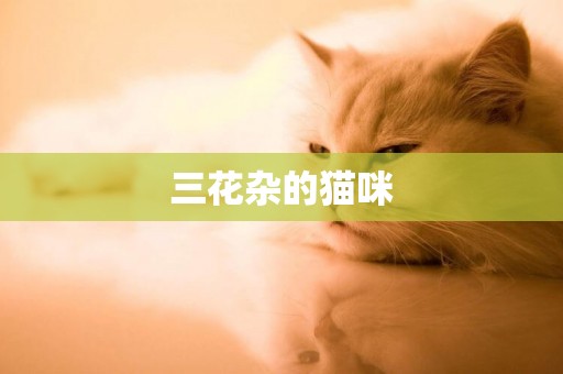 三花雜的貓咪
